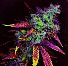 Wedding Cake Marijuana plant Hybrid Strain