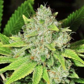 Hybrid original Glue pot plant