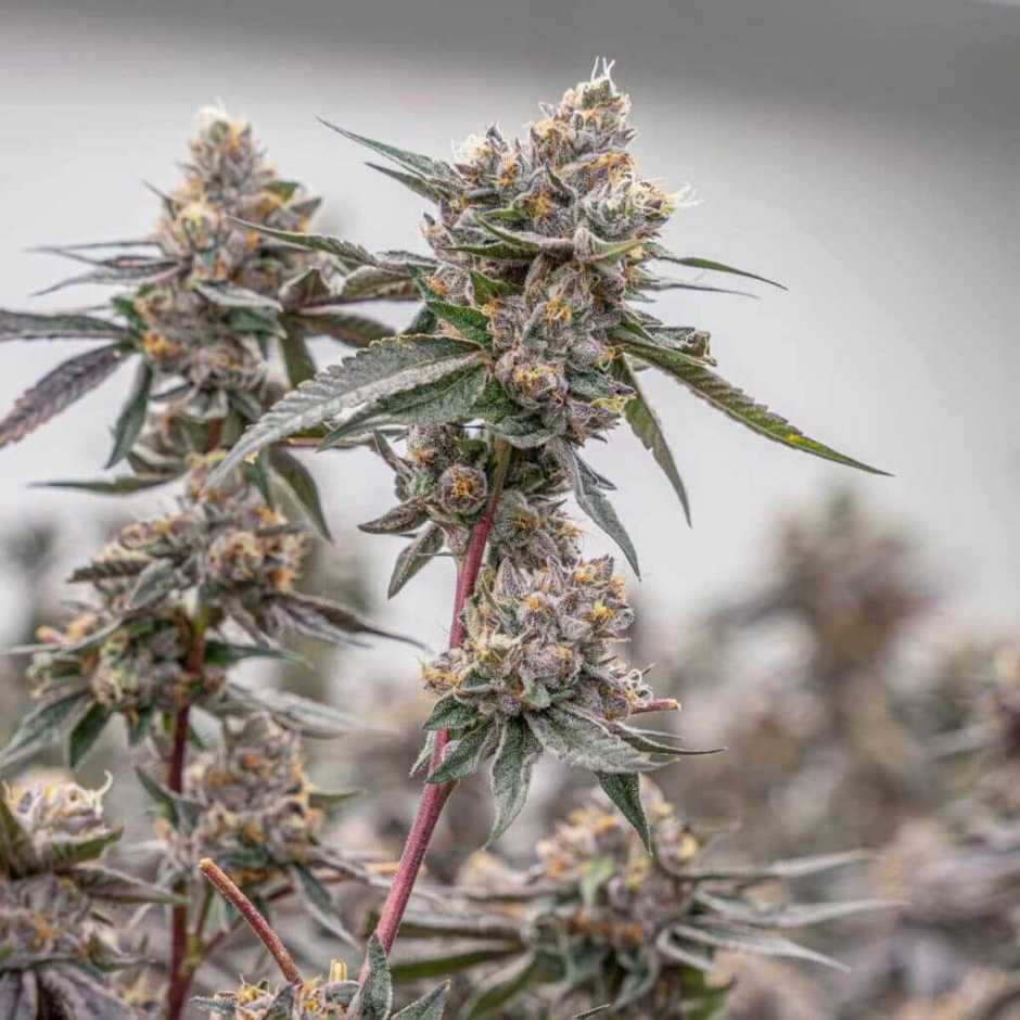 Lemon Cherry Gelato Marijuana Plant Hybrid
